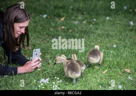 Graylag oche nel cuore di Hyde Park, Londra, Inghilterra, Regno Unito Foto Stock