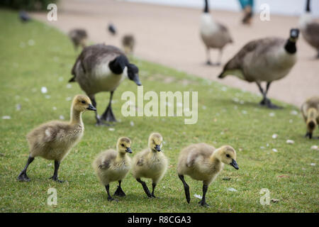 Graylag oche nel cuore di Hyde Park, Londra, Inghilterra, Regno Unito Foto Stock