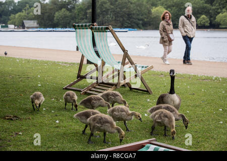 Graylag oche nel cuore di Hyde Park, Londra, Inghilterra, Regno Unito Foto Stock