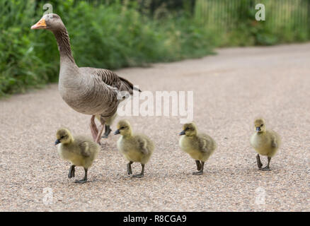 Graylag oche nel cuore di Hyde Park, Londra, Inghilterra, Regno Unito Foto Stock