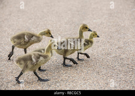 Graylag oche nel cuore di Hyde Park, Londra, Inghilterra, Regno Unito Foto Stock