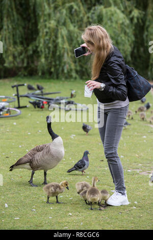 Graylag oche nel cuore di Hyde Park, Londra, Inghilterra, Regno Unito Foto Stock