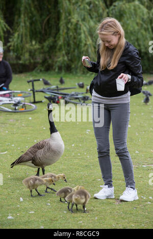 Graylag oche nel cuore di Hyde Park, Londra, Inghilterra, Regno Unito Foto Stock