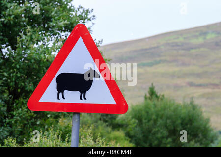 Il triangolo del Regno Unito cartello stradale di avvertimento di ovini Foto Stock