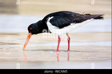 Australian pied oystercatcher Haematopus longirostris alimentare sulla spiaggia a Elephant Cove in Sud Australia Occidentale Foto Stock