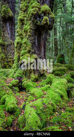 Tronchi di alberi coperti di muschio a una grande altezza in costantemente umido foresta pluviale temperata dell'Isola Sud della Nuova Zelanda di Fjordland Foto Stock