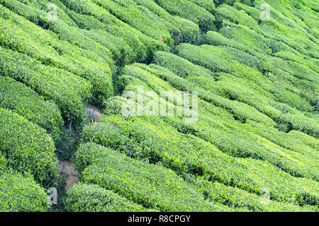 Splendida distesa di verde le piantagioni di tè cresciute in terrazze sulle colline di Darjeeling, India. Foto Stock