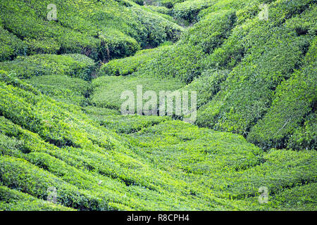 Splendida distesa di verde le piantagioni di tè cresciute in terrazze sulle colline di Darjeeling, India. Foto Stock