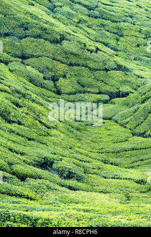 Splendida distesa di verde le piantagioni di tè cresciute in terrazze sulle colline di Darjeeling, India. Foto Stock