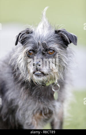 Terrier mix ritratto di cane Foto Stock