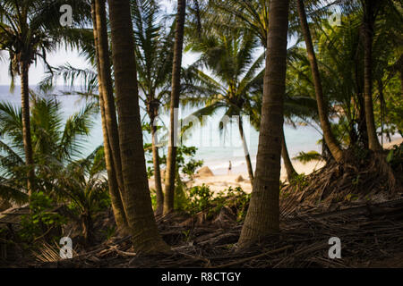 (Fuoco selettivo) bellissimo panorama pieno di verde di palme e un mare spettacolare in background, Phuket, Tailandia. Foto Stock