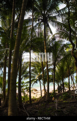 (Fuoco selettivo) bellissimo panorama pieno di verde di palme e un mare spettacolare in background, Phuket, Tailandia. Foto Stock