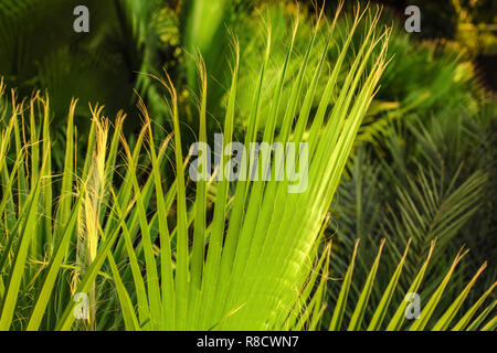 La profondità di campo di una foto di foglie di palma, illuminata dal sole del pomeriggio. Abstract sfondo tropicale. Foto Stock