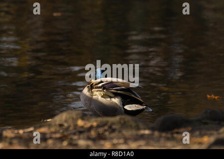 Vista posteriore di un maschio di Mallard Duck (Anas platyrhynchos) al lago. Foto Stock
