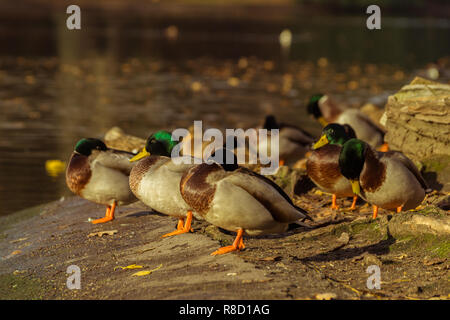 Gruppo di appoggio le anatre domestiche (Anas platyrhynchos) in riva al lago. Foto Stock