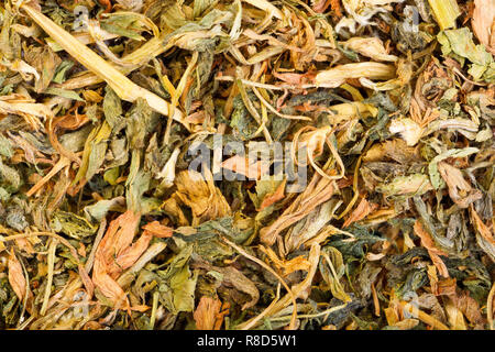 Asciugare l'erba medica, Medicago sativa close-up foto. Erbe su macro. Foto Stock