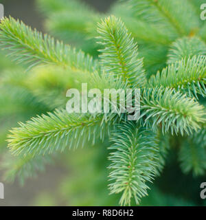 Giovani abete soffici, close-up con buon bokeh di fondo Foto Stock