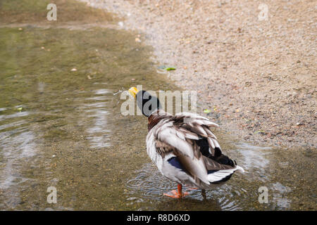 Close-up di un maschio di Mallard Duck (Anas platyrhynchos) che scuote la testa. Foto Stock