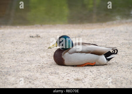 Close-up di un appoggio di maschi di anatra Mallard Duck (Anas platyrhynchos). Foto Stock