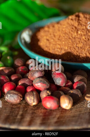 Rosso maturo e organico essiccato di arabica caffè in grani, caffè macinato fresco su bio azienda di caffè Foto Stock