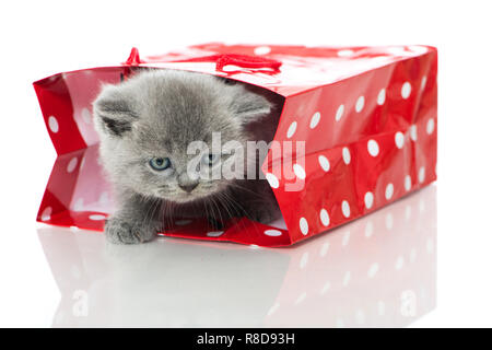 Gattino in un sacchetto di carta isolato su bianco Foto Stock