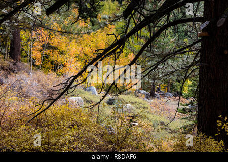 I colori dell'autunno in sierra Nevadas vicino a Lake Tahoe - California Foto Stock