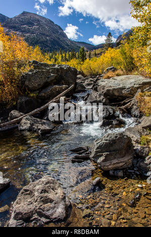 Aspens visualizzare i loro colori autunnali intorno a Lundy CREEK nella Sierra orientale - California Foto Stock