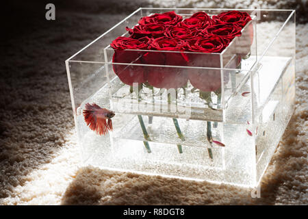 Design floreale. Il giorno di San Valentino presente. rosso bouquet di rose nella casella n. Acquario con pesci e le rose. Negozio di fiori. Amore e passione. I miei fiori preferiti Foto Stock