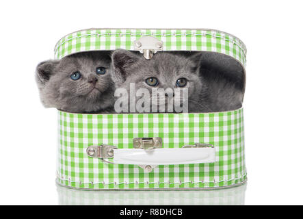 British Shorthair kitten in valigia Foto Stock