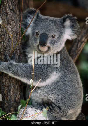 Bella koala, brisbane-australia Foto Stock