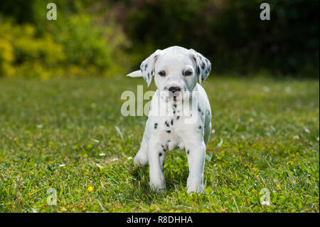 Cucciolo dalmata in un prato Foto Stock