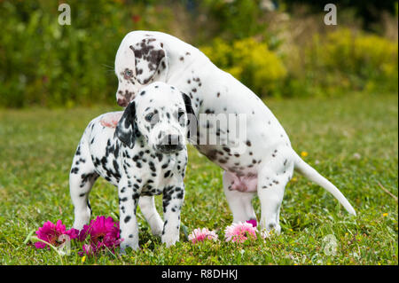 Cuccioli dalmata giocare su un prato Foto Stock
