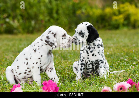 Cuccioli dalmata giocare su un prato Foto Stock