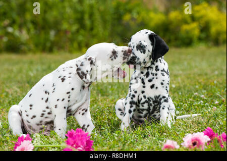 Cuccioli dalmata giocare su un prato Foto Stock