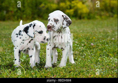 Cuccioli dalmata giocare su un prato Foto Stock