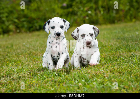Cuccioli dalmata giocare su un prato Foto Stock