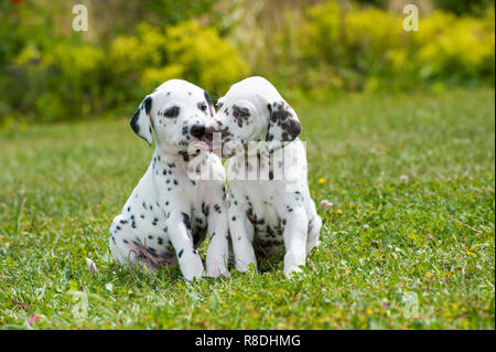 Due cuccioli dalmata seduto in un prato Foto Stock