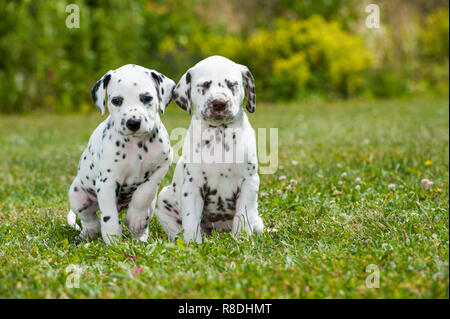 Cuccioli dalmata giocare su un prato Foto Stock