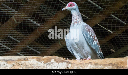 Primo piano di una screziato africana di Pigeon Rock seduta su un ramo di un albero di un uccello tropicale dall'Africa Foto Stock