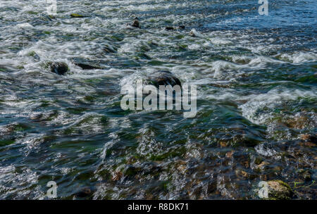 Fiume poco profondo con fondo roccioso, rapidamente i ruscelli di acqua Foto Stock