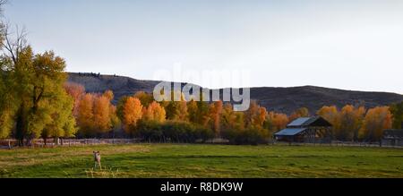 Cervi selvatici in Utah Wasatch Front Montagne Rocciose nella parte anteriore di un legno rosso meteo fienile. Una piccola mandria di Mule Deer riuniti in autunno buck al pascolo Foto Stock