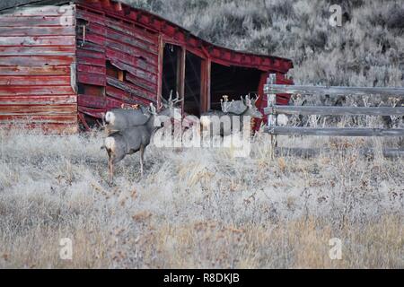 Cervi selvatici in Utah Wasatch Front Montagne Rocciose nella parte anteriore di un legno rosso meteo fienile. Una piccola mandria di Mule Deer riuniti in autunno buck al pascolo Foto Stock