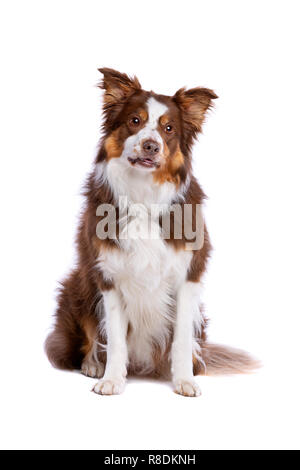 Tri color Border Collie seduto davanti a uno sfondo bianco Foto Stock