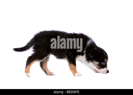 Border Collie cucciolo di fronte a uno sfondo bianco Foto Stock