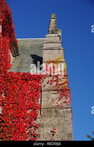 New Kings Lecture edificio Windows addobba in autunno rosso di edera. Università di Aberdeen, Scozia, Regno Unito. Foto Stock