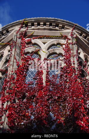 New Kings Lecture edificio coperto in autunno rosso di edera. Università di Aberdeen, Scozia, Regno Unito. Foto Stock