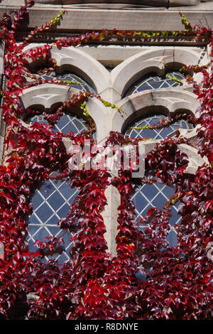 Rosso coperto di edera finestra del nuovo Re Building. Università di Aberdeen, Scozia, Regno Unito. Foto Stock