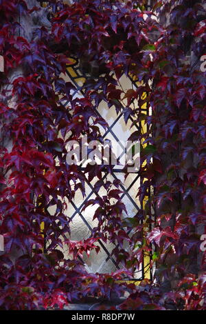 Rosso coperto di edera finestra del nuovo Re Building. Università di Aberdeen, Scozia, Regno Unito. Foto Stock