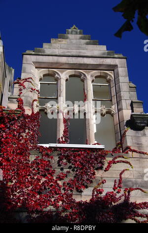 Rosso coperto di edera finestra del nuovo Re Building. Università di Aberdeen, Scozia, Regno Unito. Foto Stock