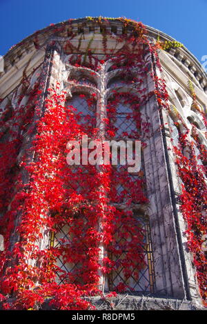 New Kings Lecture edificio coperto in autunno rosso di edera. Università di Aberdeen, Scozia, Regno Unito. Foto Stock